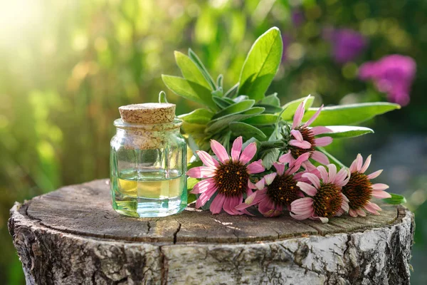 Fles Etherische Olie Infusie Conefloges Salie Planten Stronk Buiten Alternatieve — Stockfoto