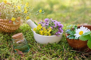 Bir şişe gerekli yağ, kekik havanı ve sedum çiçekleri, ormanda yosun tutmuş bir sepet şifalı otlar. Alternatif tıp.