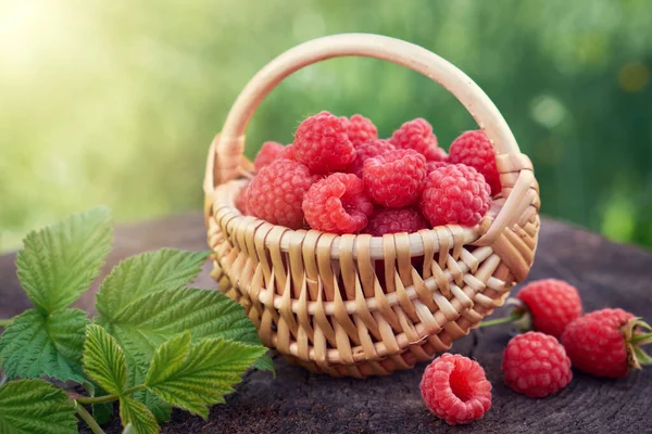 Korb Voller Himbeeren Freien — Stockfoto