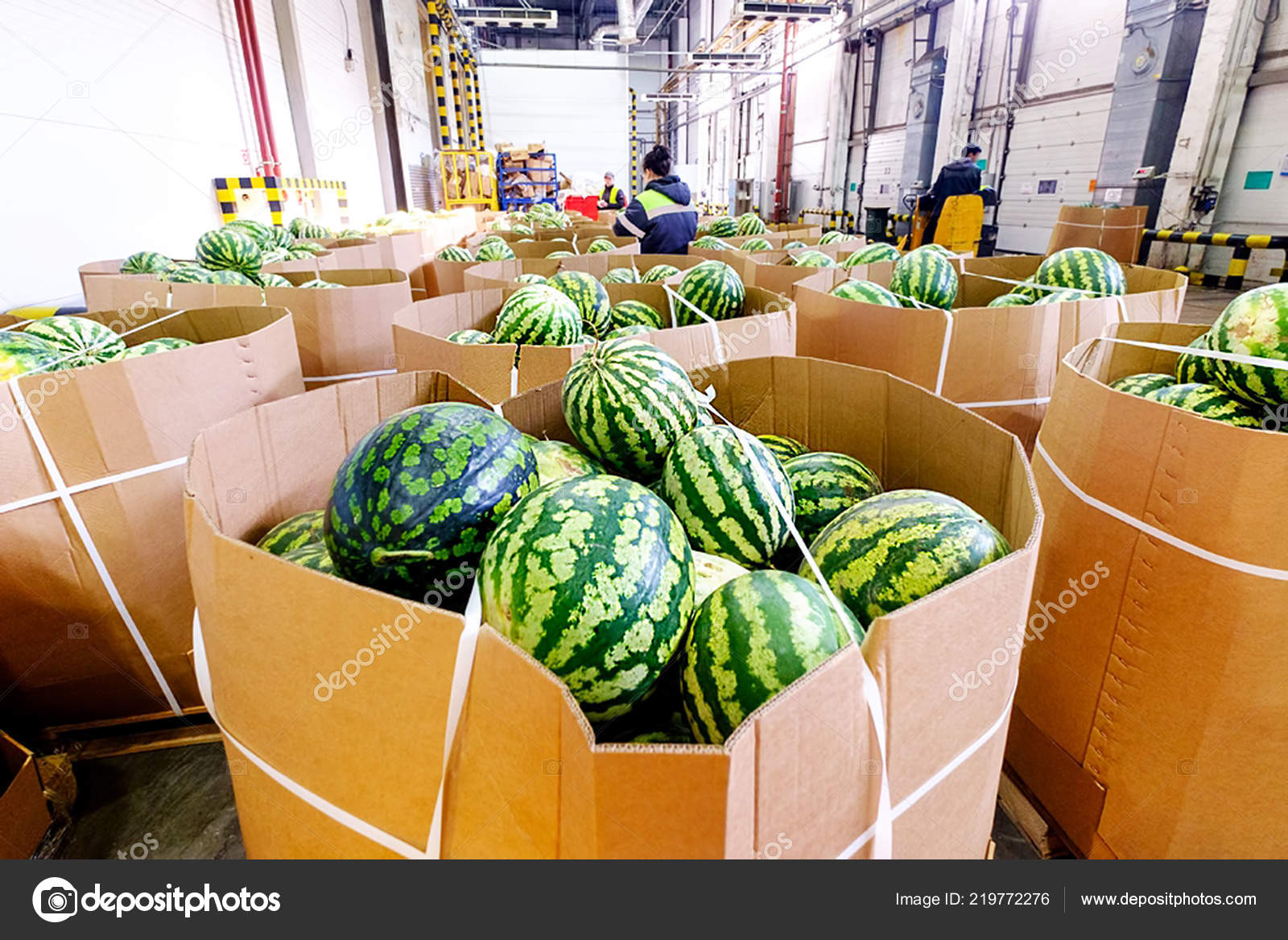 Storage Sorting Watermelons Wide Stock Photo by ©telos9 219772276