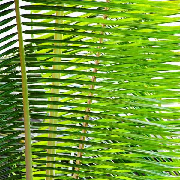 几个棕榈叶互相穿过 绿色线作为背景 — 图库照片