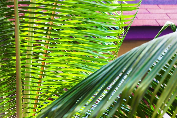 Grandes folhas de palmeira no jardim tropical e um telhado como fundo — Fotografia de Stock