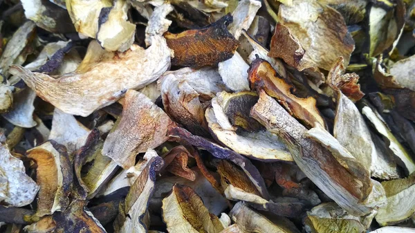 Veel verschillende gedroogde paddenstoelen — Stockfoto