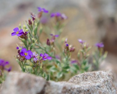 Aubrieta Deltoides, Doktor Katırları kayalık bir bahçede kuruluyor.