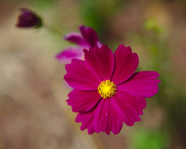 Cosmos Planta Floração Rosa Foco Superficial — Fotografia de Stock
