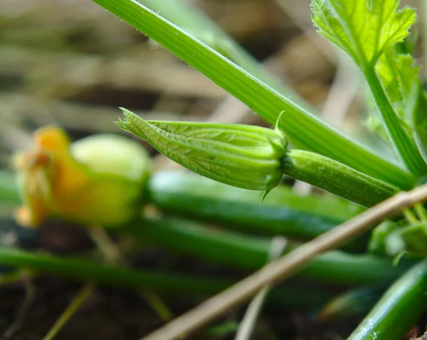 Zucchini Växt Detalj Blomma — Stockfoto