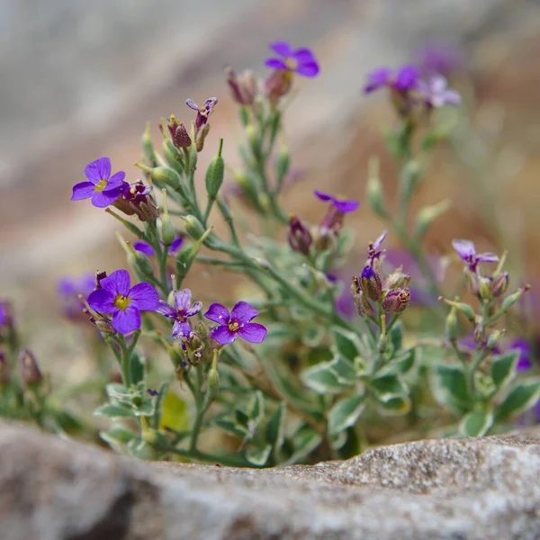 Aubrieta Deltoidea Doctor Mules hardy perennial plant establishing in a rockery garden