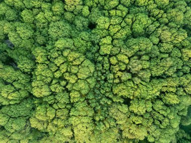 aerial view of green forest, integral natural ecological environment, beautiful natural background clipart
