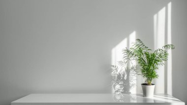 Decorative Areca Palm tree in white ceramic pot against white wall clipart
