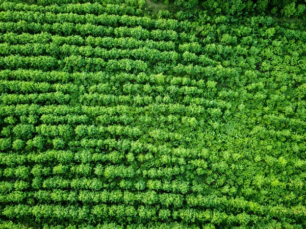 農場緑の空撮植えフィールド 農業と自然の背景 — ストック写真