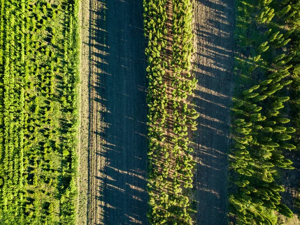 Vista Aerea Della Foresta Verde Ambiente Ecologico Naturale Integrale Bellissimo — Foto Stock