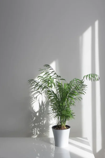 Dekorativa Areca Palm Vita Keramiska Potten Mot Vit Vägg — Stockfoto