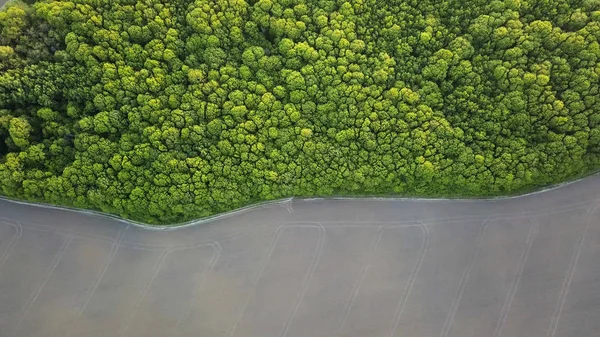 Widok Lotu Ptaka Zielony Las Asfaltowe Drogi Zintegrowane Środowisko Naturalne — Zdjęcie stockowe