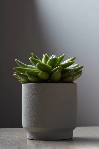 Зеленое Суккулентное Растение Эчеверия Цветочном Горшке Фоне Серого Камня — стоковое фото