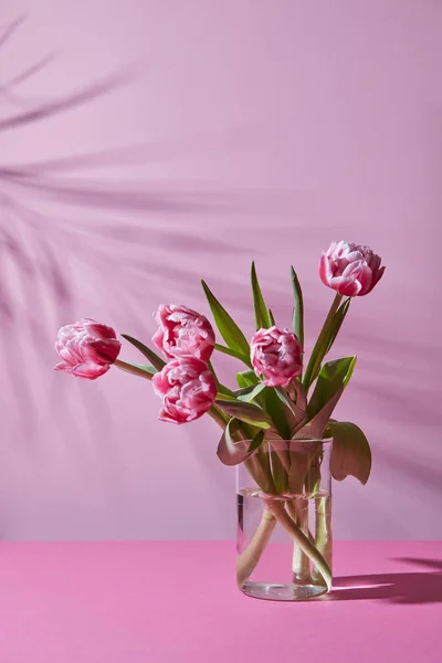 粉红色的郁金香与绿色的叶子在玻璃花瓶在粉色背景 — 图库照片
