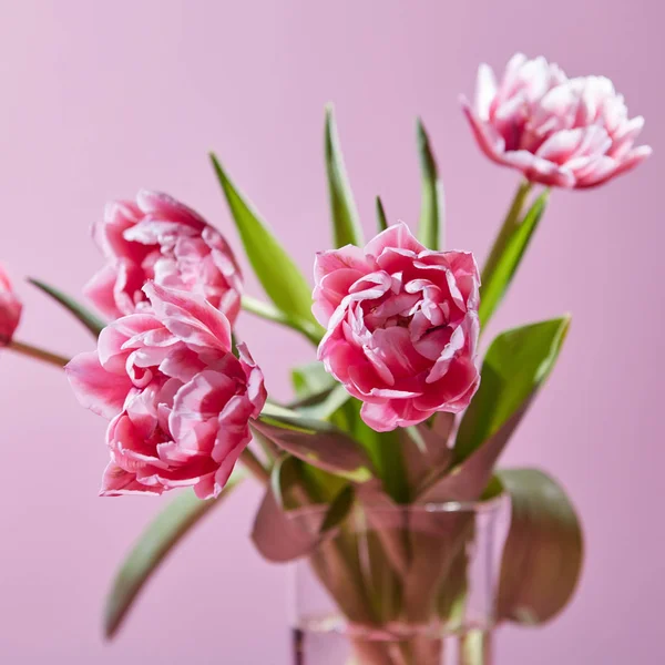 Roze Tulpen Met Groene Bladeren Glazen Vaas Roze Achtergrond — Stockfoto