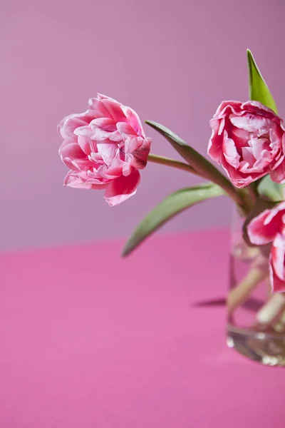 ピンクの背景のガラスの花瓶に緑の葉とピンクのチューリップ — ストック写真
