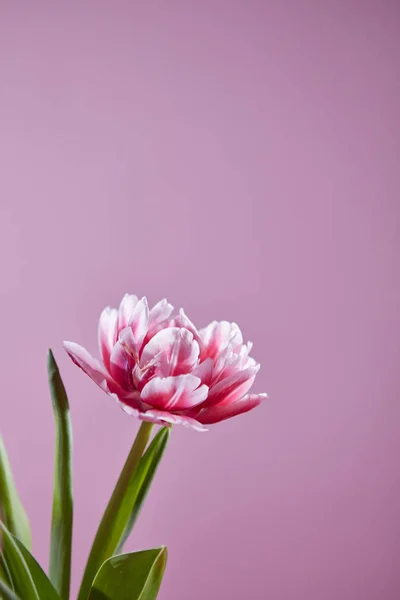 ピンクの背景の緑の葉とピンクのチューリップ — ストック写真