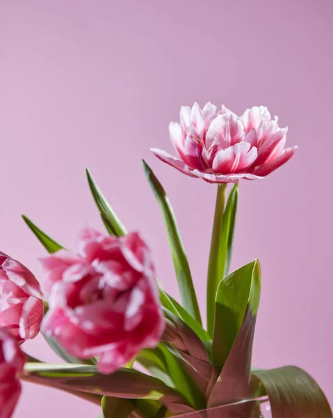 Roze Tulpen Met Groene Bladeren Roze Achtergrond — Stockfoto