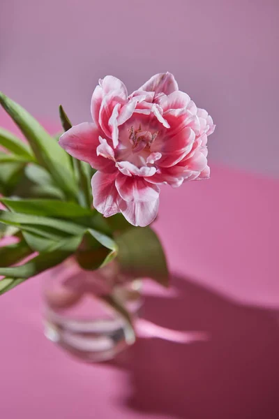 Tulipano Rosa Con Foglie Verdi Sfondo Rosa — Foto Stock