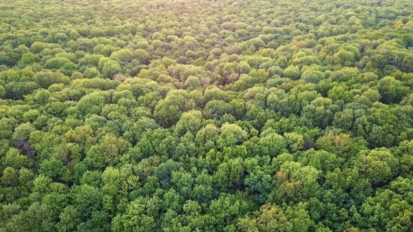 Воздушный Вид Зеленый Лес Неотъемлемая Природная Экологическая Среда Красивый Природный — стоковое фото