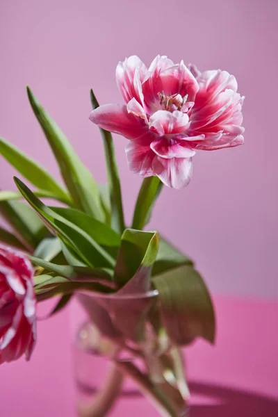 Roze Tulpen Met Groene Bladeren Glazen Vaas Roze Achtergrond — Stockfoto