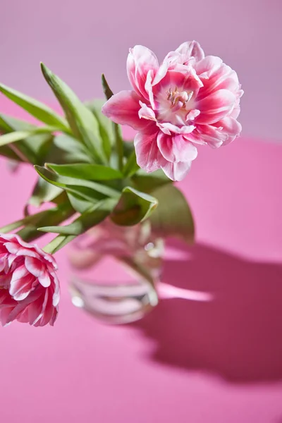 ピンクの背景のガラスの花瓶に緑の葉とピンクのチューリップ — ストック写真