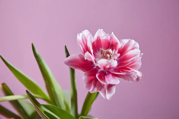 Růžový Tulipán Zelenými Listy Růžovém Pozadí — Stock fotografie