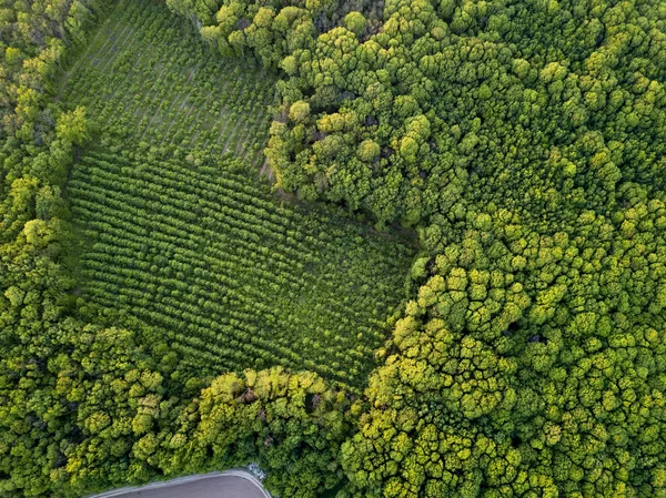 Αεροφωτογραφία Του Πράσινο Δάσος Αναπόσπαστο Φυσικό Οικολογικό Περιβάλλον Όμορφο Φυσικό — Φωτογραφία Αρχείου