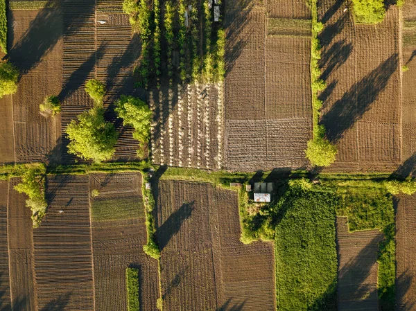 木や農村部の道路で区切られたフィールドの空撮 — ストック写真