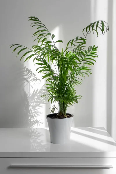 Casa Planta Chamaedorea Vaso Flores Cerâmica Sobre Fundo Branco — Fotografia de Stock