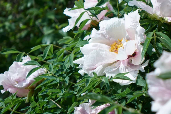 Hermosas Flores Peonía Blanca Creciendo Jardín — Foto de Stock
