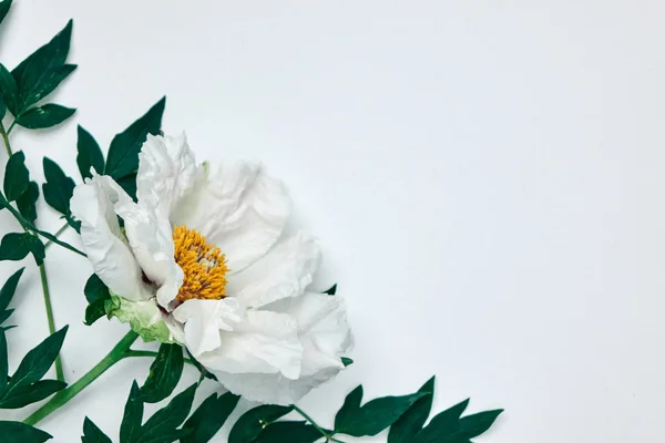Hermosa Flor Peonía Blanca Hojas Verdes Sobre Fondo Blanco —  Fotos de Stock