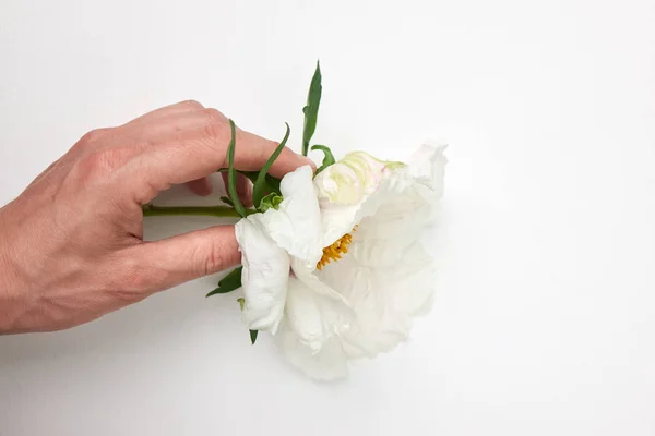 Női Kezében Gyönyörű Fehér Bazsarózsa Virág Zöld Levelek Fehér Háttér — Stock Fotó