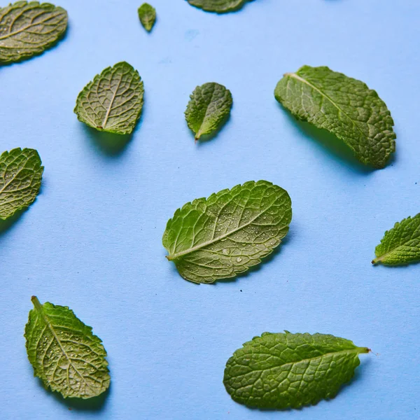 Patrón Creativo Hojas Menta Verde Fresco Sobre Fondo Azul — Foto de Stock