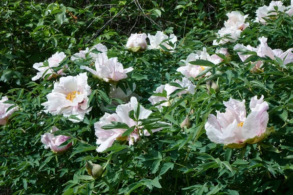 Hermosas Flores Peonía Blanca Creciendo Jardín — Foto de Stock