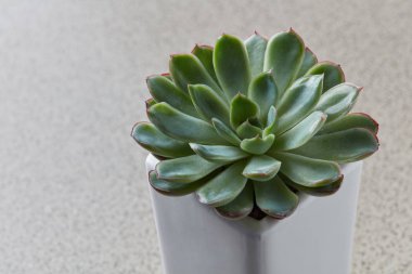 yeşil etli bitki Echeveria gri arka plan üzerinde saksının içinde