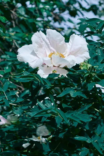 Hermosas Flores Peonía Blanca Creciendo Jardín — Foto de Stock