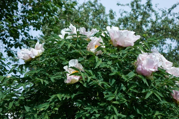 Красиві Білі Квіти Півонії Ростуть Саду — стокове фото