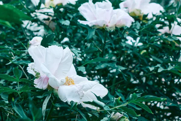 Όμορφη Λευκή Παιωνία Λουλούδια Που Αυξάνεται Στον Κήπο — Φωτογραφία Αρχείου