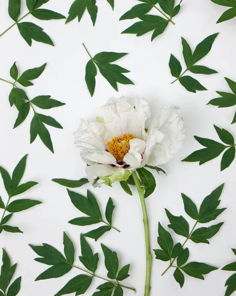 Красива Біла Квітка Півонії Зелене Листя Білому Тлі — стокове фото