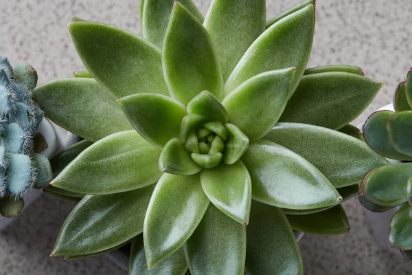 緑の灰色の背景に植木鉢に多肉植物エケベリア — ストック写真