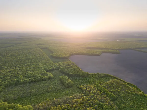 Vista Aerea Dei Campi Estivi Rurali Della Foresta Verde All — Foto Stock