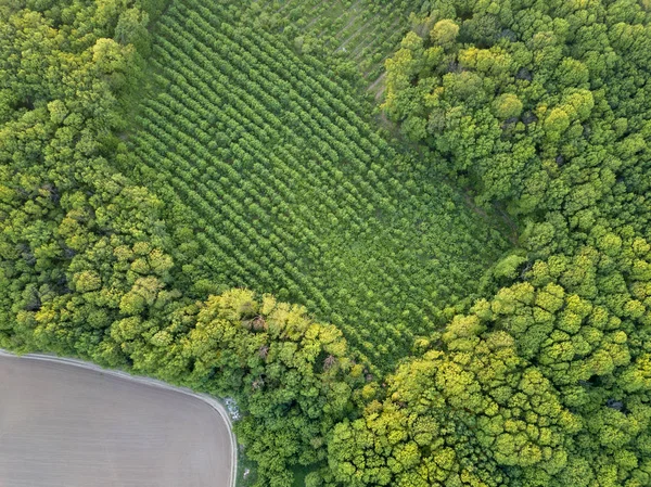 Воздушный Вид Зеленые Леса Плантации Целостная Природная Экологическая Среда Красивый — стоковое фото