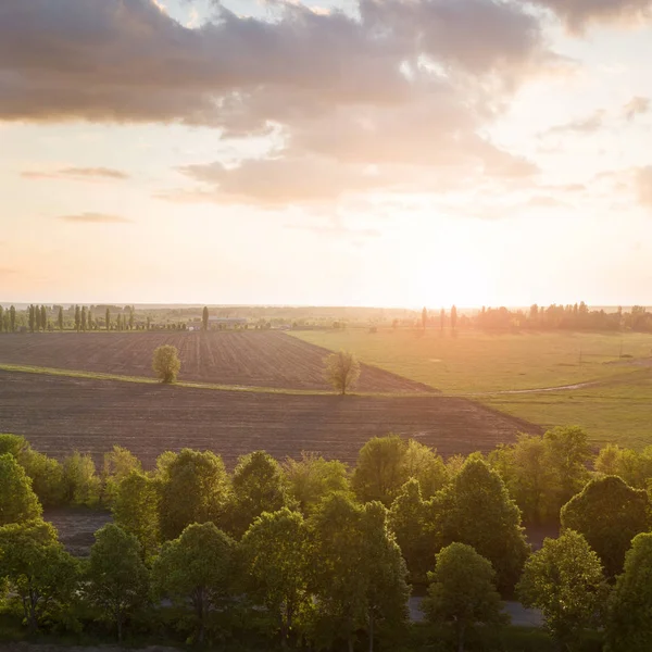 Letecký Pohled Zelené Letní Polí Stromů Při Východu Slunce — Stock fotografie