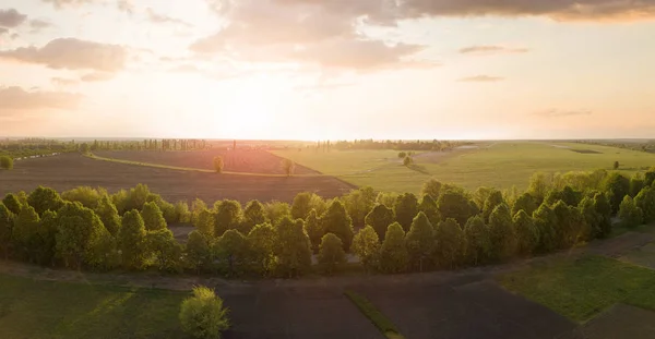 日出时的绿色夏日田野和树木鸟瞰图 — 图库照片