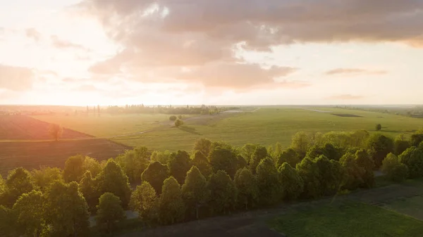 Воздушный Вид Зеленые Летние Поля Деревья Восходе Солнца — стоковое фото