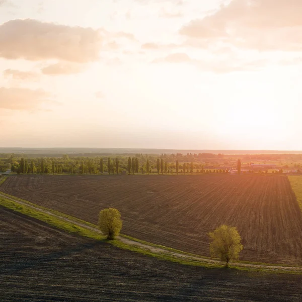 Letecký Pohled Zelené Letní Polí Při Východu Slunce — Stock fotografie