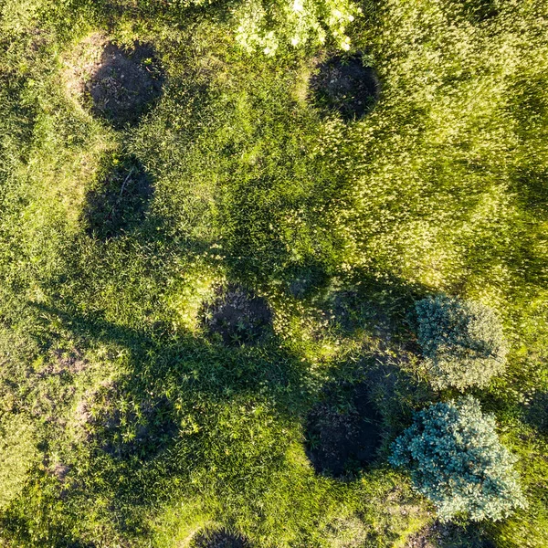 Aerial View Trees Sale Special Fields Trees Grown Planting — Stock Photo, Image