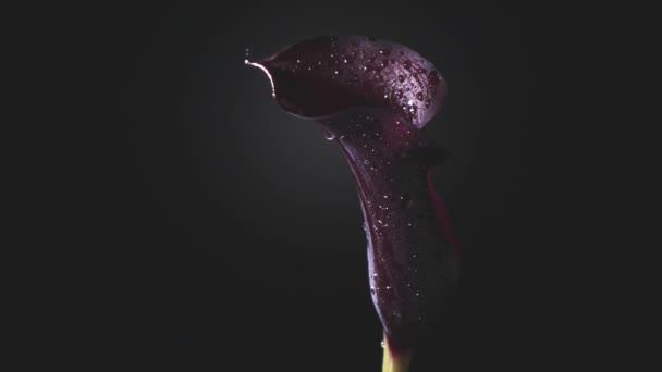 Lirio Cala Violeta Fresco Con Gotas Rocío Sobre Fondo Oscuro — Vídeos de Stock